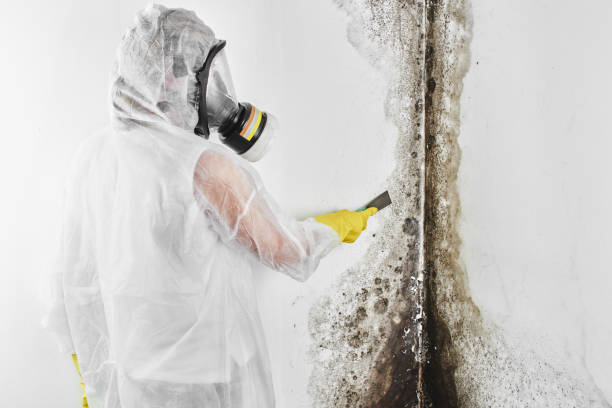 Best Post-Flood Mold Remediation in Bridgeview, IL