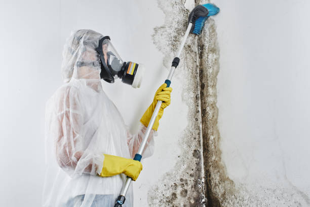 Best Mold Testing and Inspection Services in Bridgeview, IL