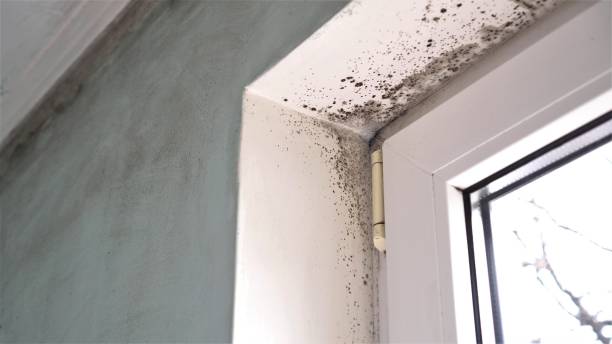 Best HVAC Mold Remediation in Bridgeview, IL