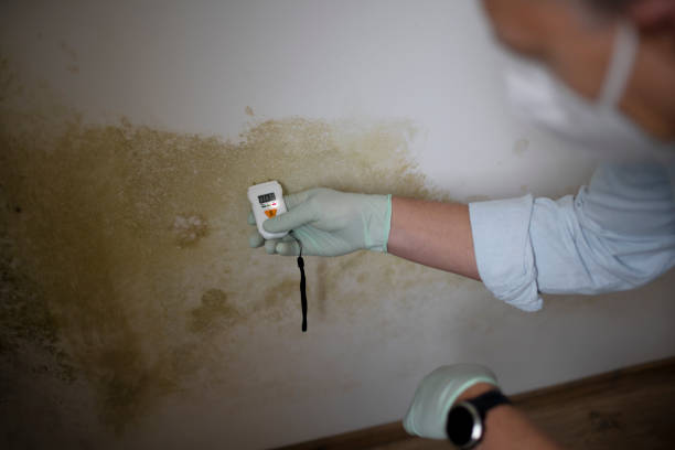 Best Industrial Mold Remediation in Bridgeview, IL