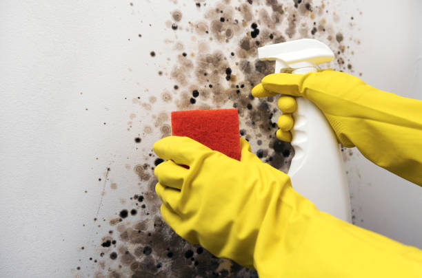 Best Residential Mold Remediation in Bridgeview, IL