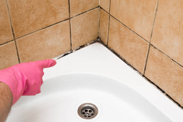 Best Bathroom Mold Remediation in Bridgeview, IL